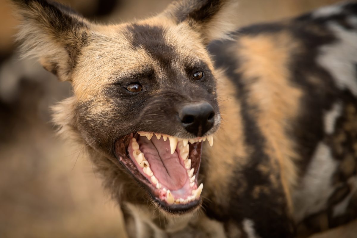 "Prey is disembowelled and rapidly consumed, often still conscious." 10 deadly species that form ruthless gangs to hunt and kill prey - BBC Wildlife Magazine image