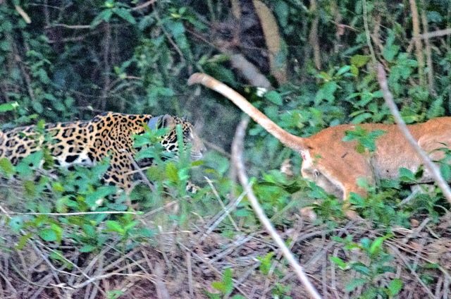 Jaguar chasing puma