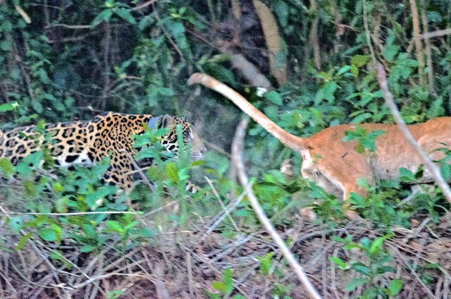 Jaguar chasing puma