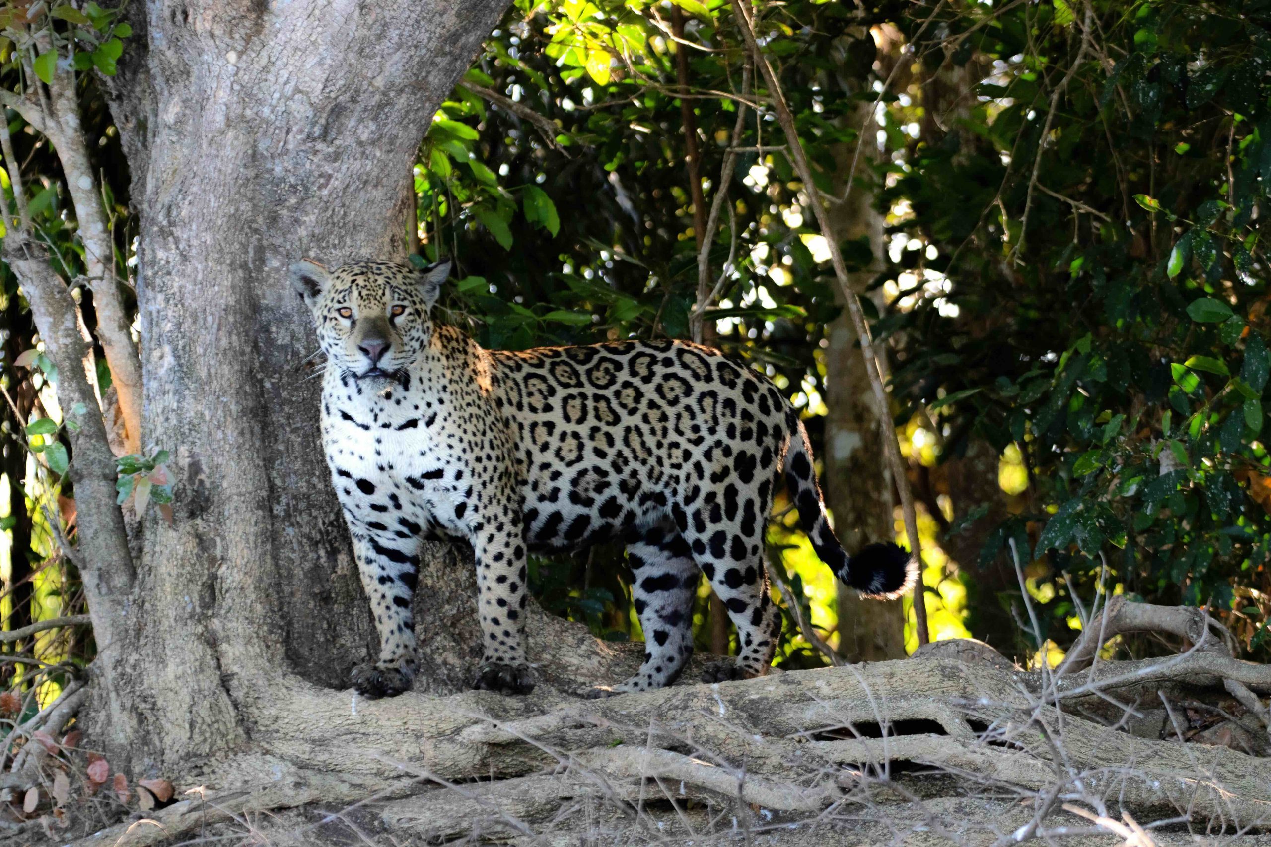 Jaguar in the Brazilian Pantanal