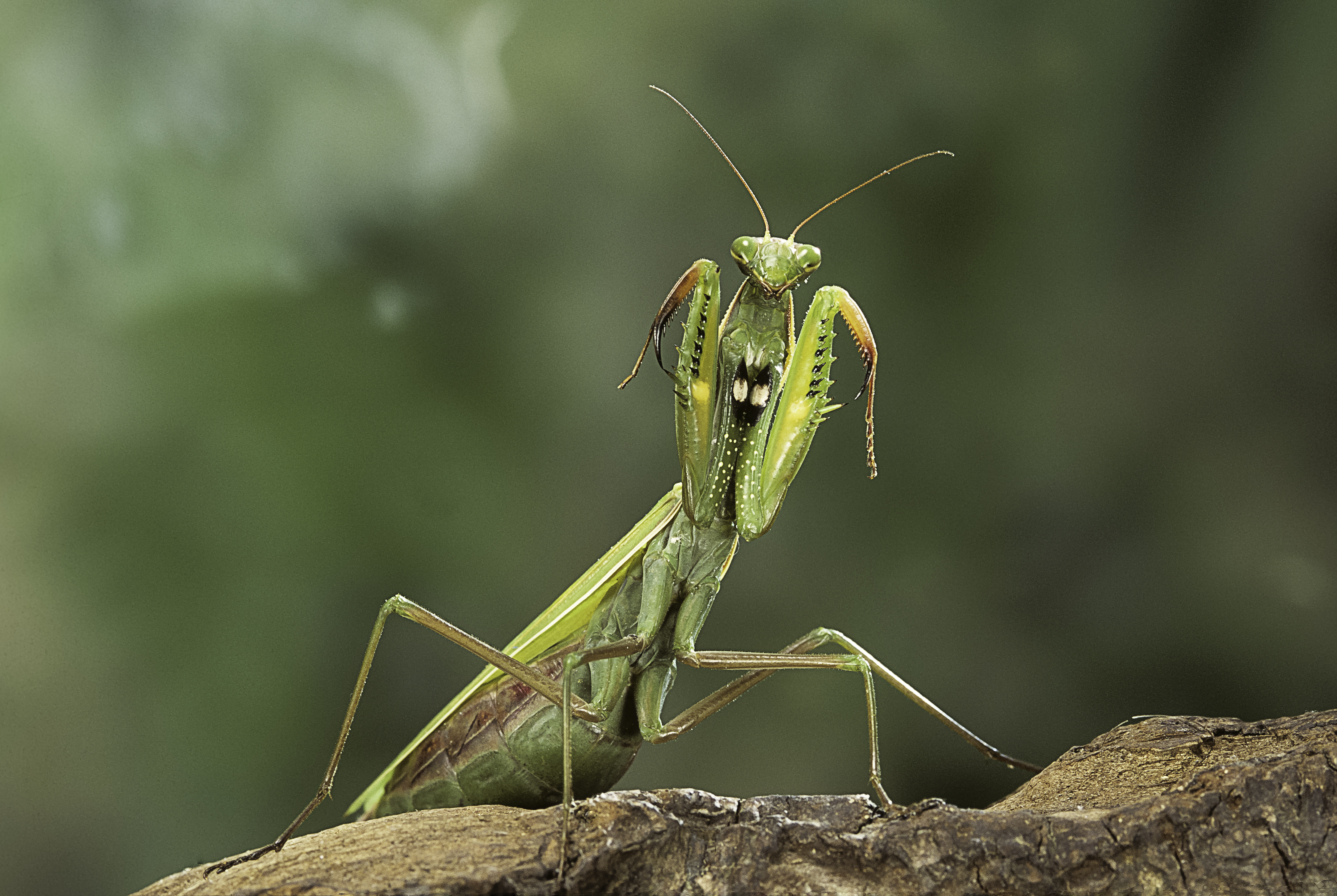 European praying mantis (Mantis religiosa).