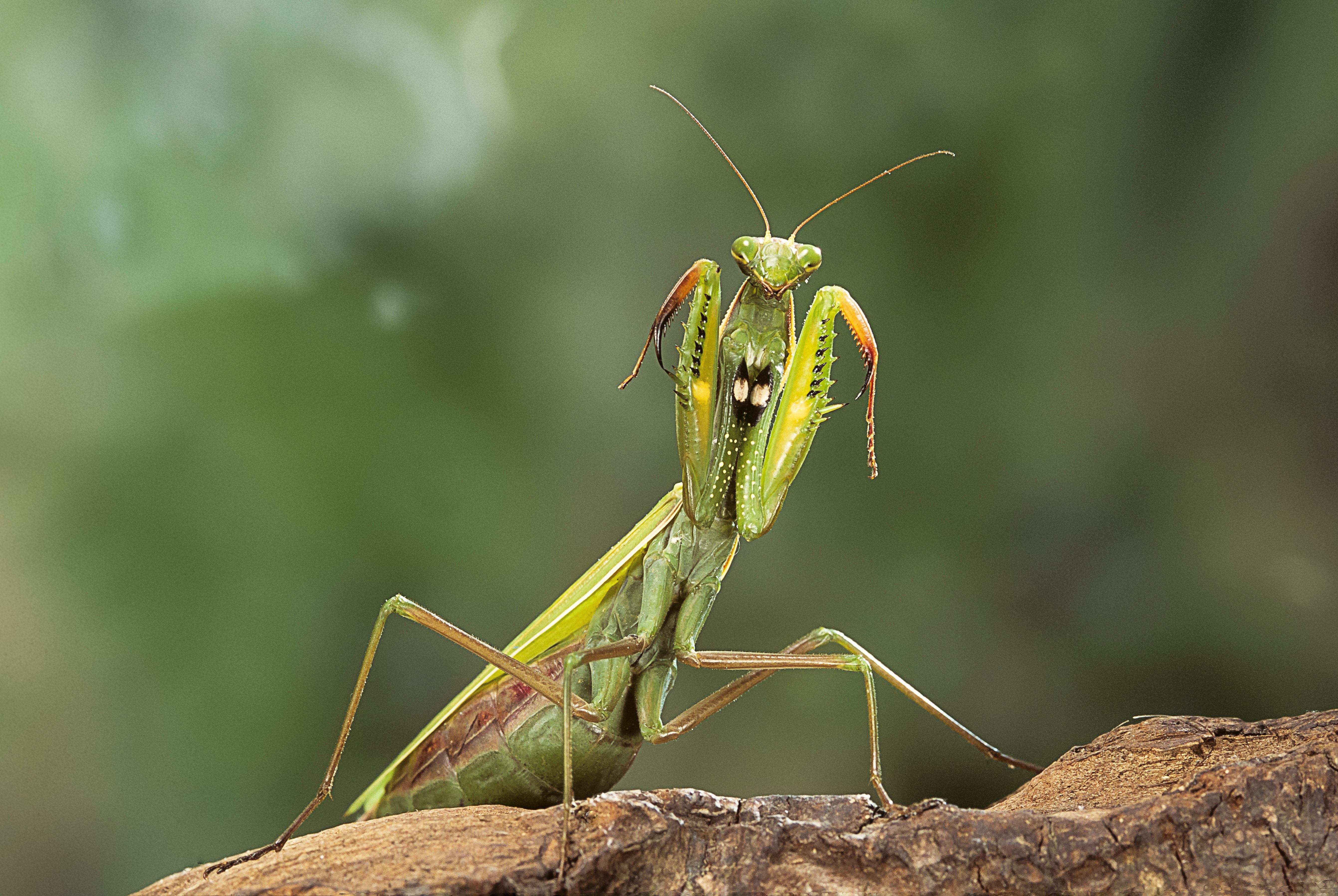 European praying mantis (Mantis religiosa).