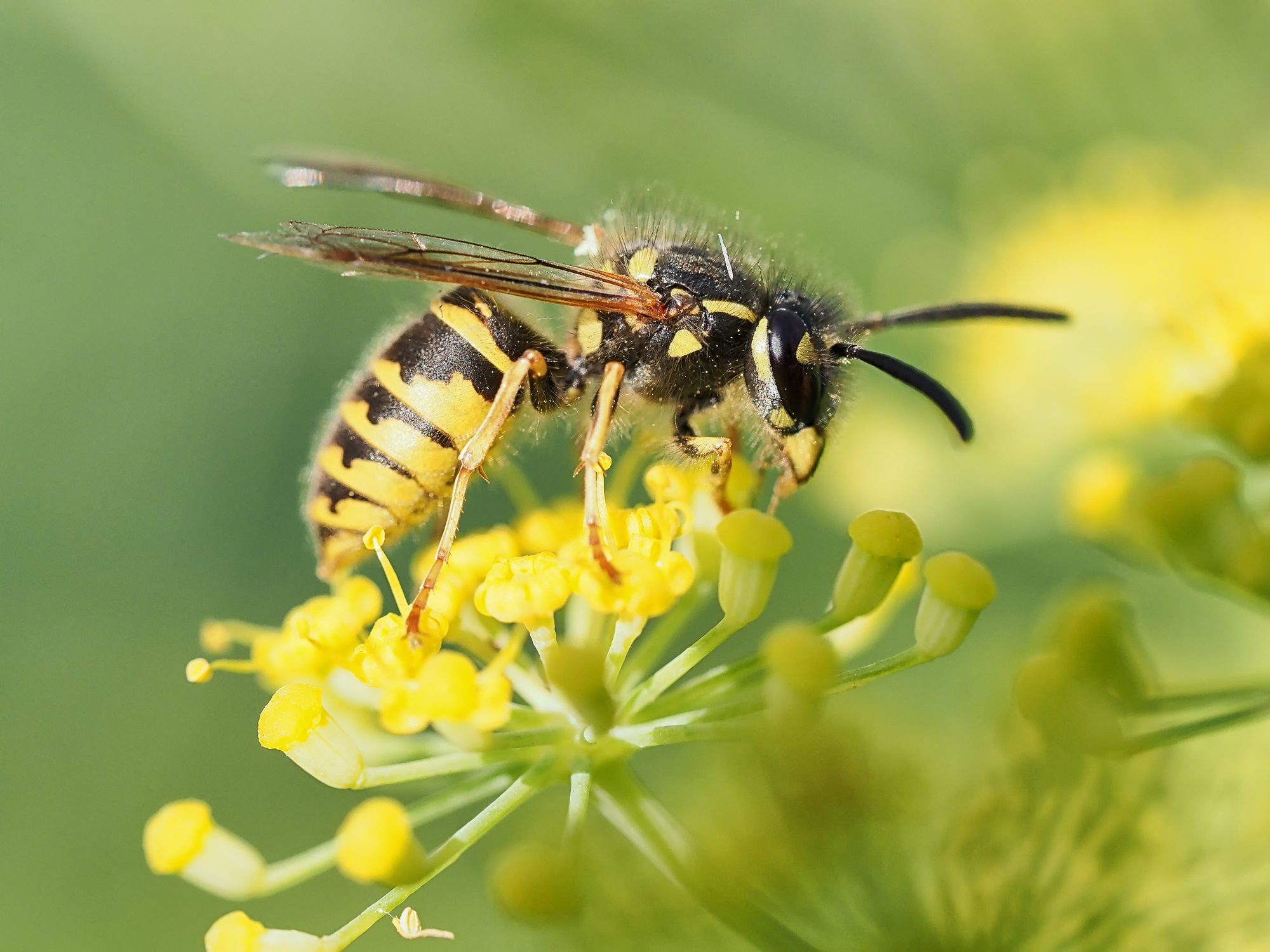 A common wasopon a flower