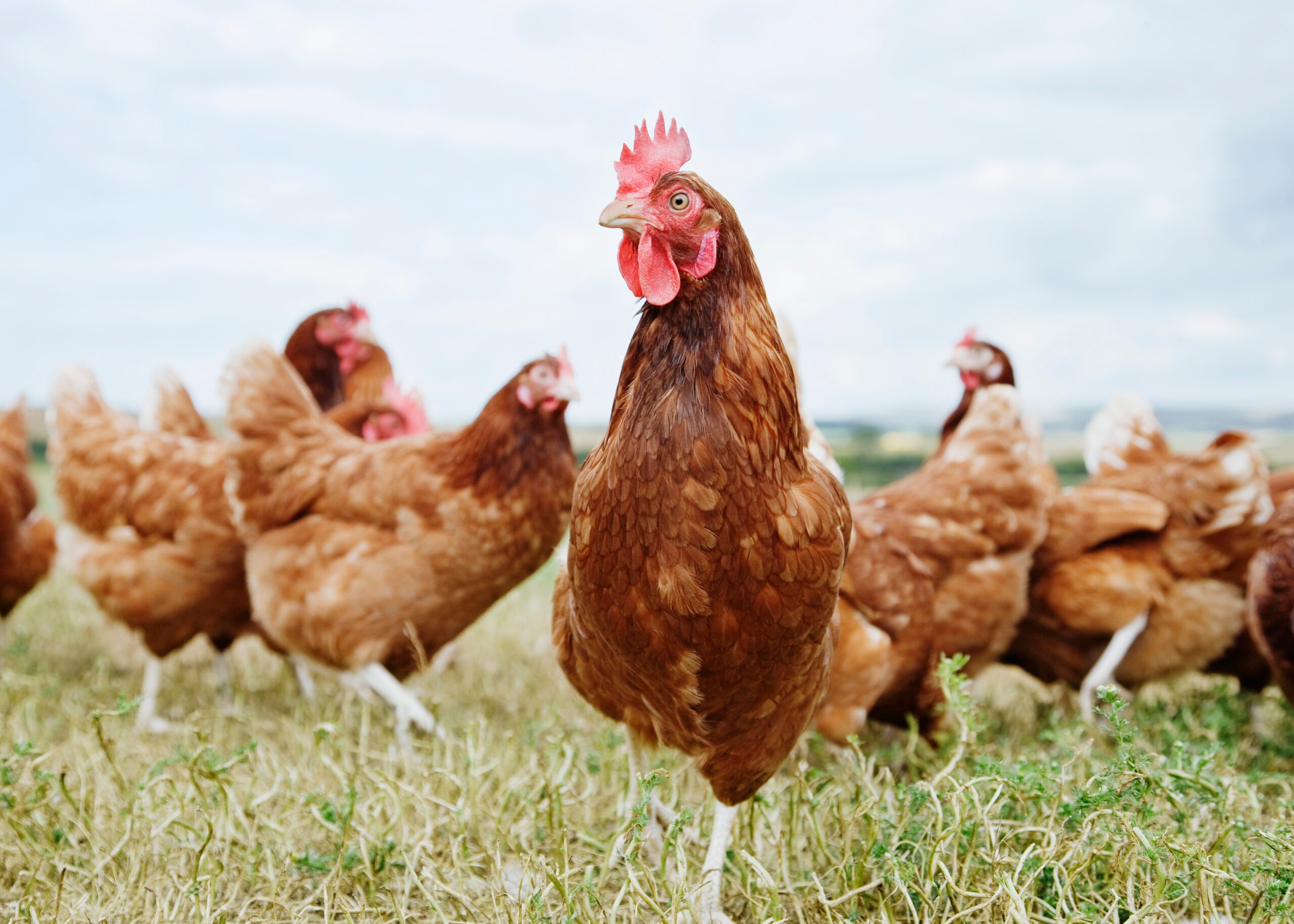 How chickens can survive without a head