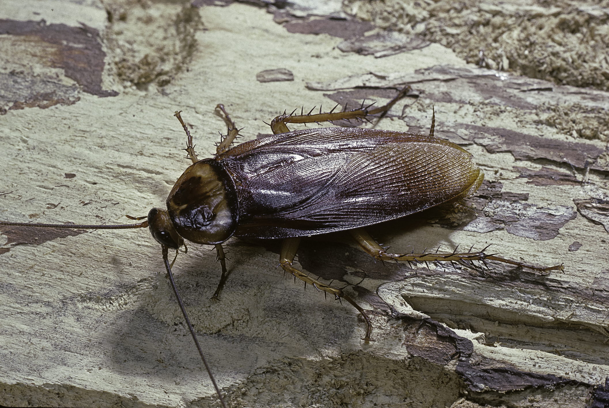 How long can a cockroach live without its head?