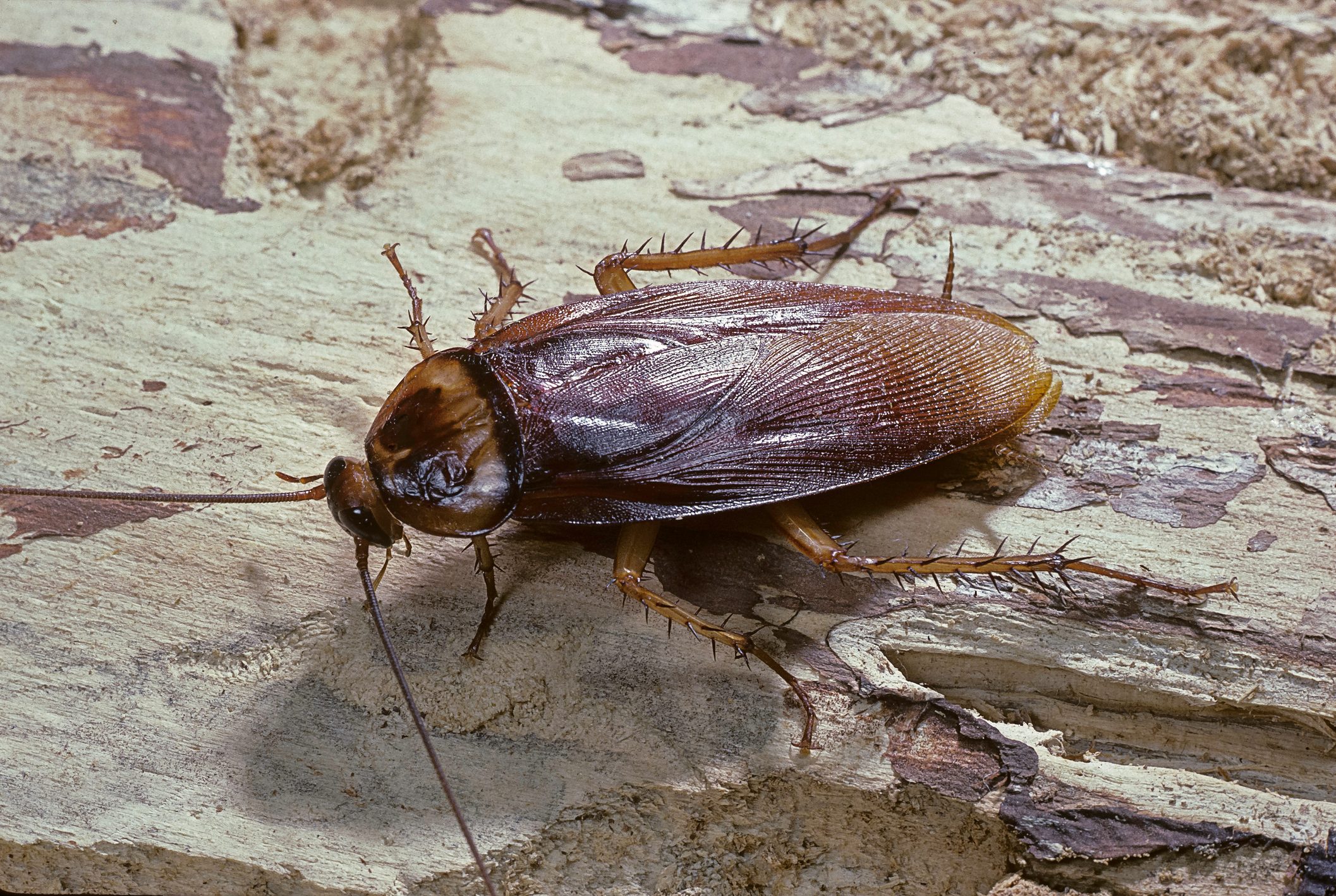 How long can a cockroach live without its head?