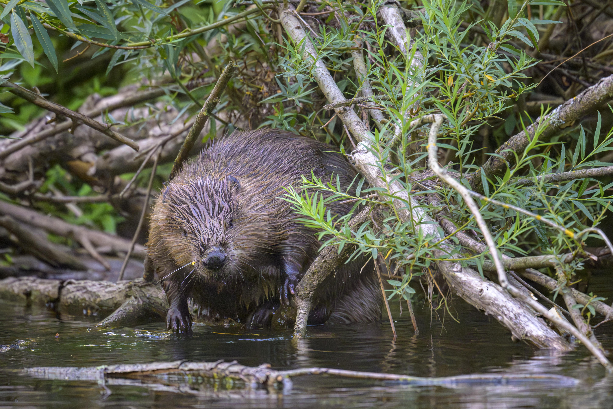 European beaver (Castor fiber), Eder, Hesse, Germany
