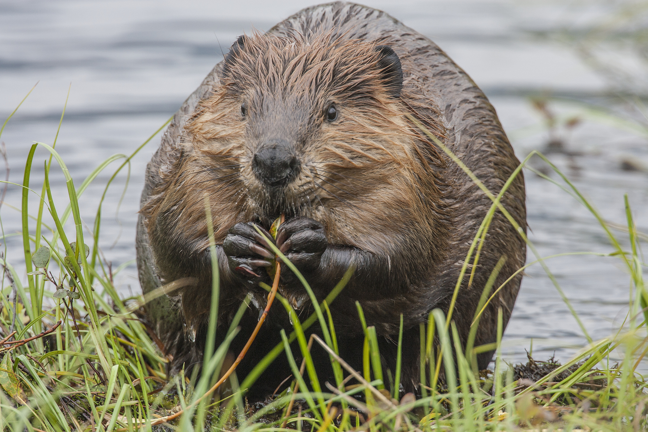 North American Beaver (Castor canadensis) Photographed in Denali National Park.