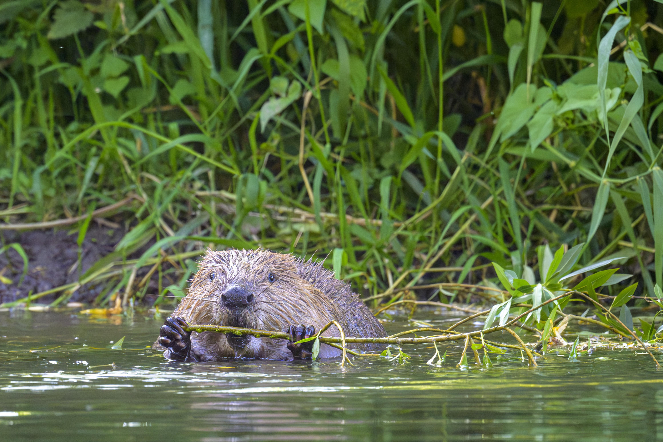 European beaver (Castor fiber) feeding on a willow branch, Eder, Hesse, Germany