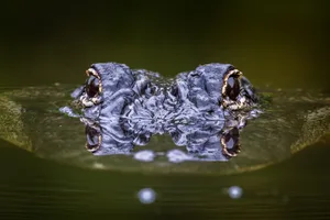 How long can an alligator hold its breath underwater? How long can an alligator hold its breath underwater?