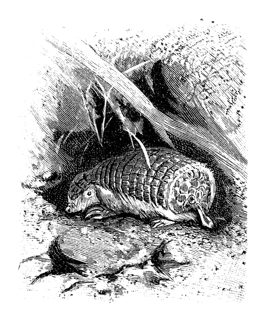 Pink fairy armadillo illustration