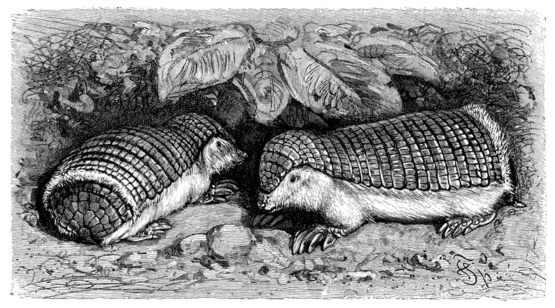 Pink fairy armadillo illustration