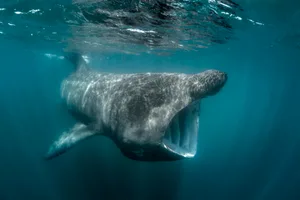 Basking shark swimming underwater in Baltimore, Cork, Ireland. © George Karbus Photography/Getty Basking shark swimming underwater in Baltimore, Cork, Ireland. © George Karbus Photography/Getty