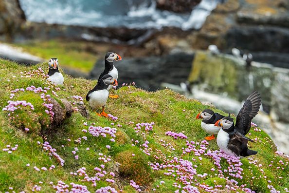 Atlantic puffins / Common puffins (Fratercula arctica) on cliff top in seabird colony at Sumburgh Head, Shetland Islands, Scotland, UK. (Photo by: Arterra/Universal Images Group via Getty Images)