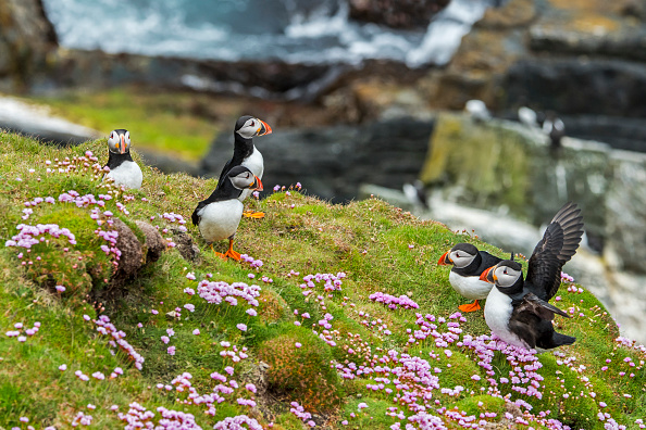 Atlantic puffins / Common puffins (Fratercula arctica) on cliff top in seabird colony at Sumburgh Head, Shetland Islands, Scotland, UK. (Photo by: Arterra/Universal Images Group via Getty Images)