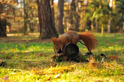 Red squirrel on climbing on the ground lying camera