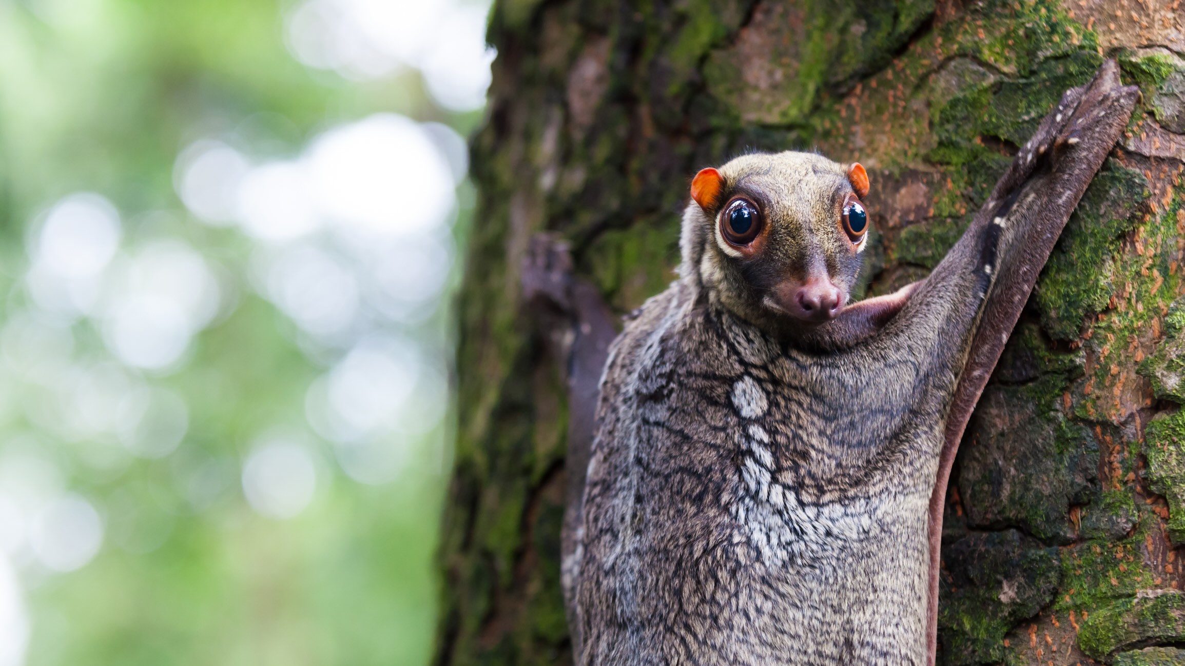 Sunda Colugo (Galeopterus variegatus) on a tree