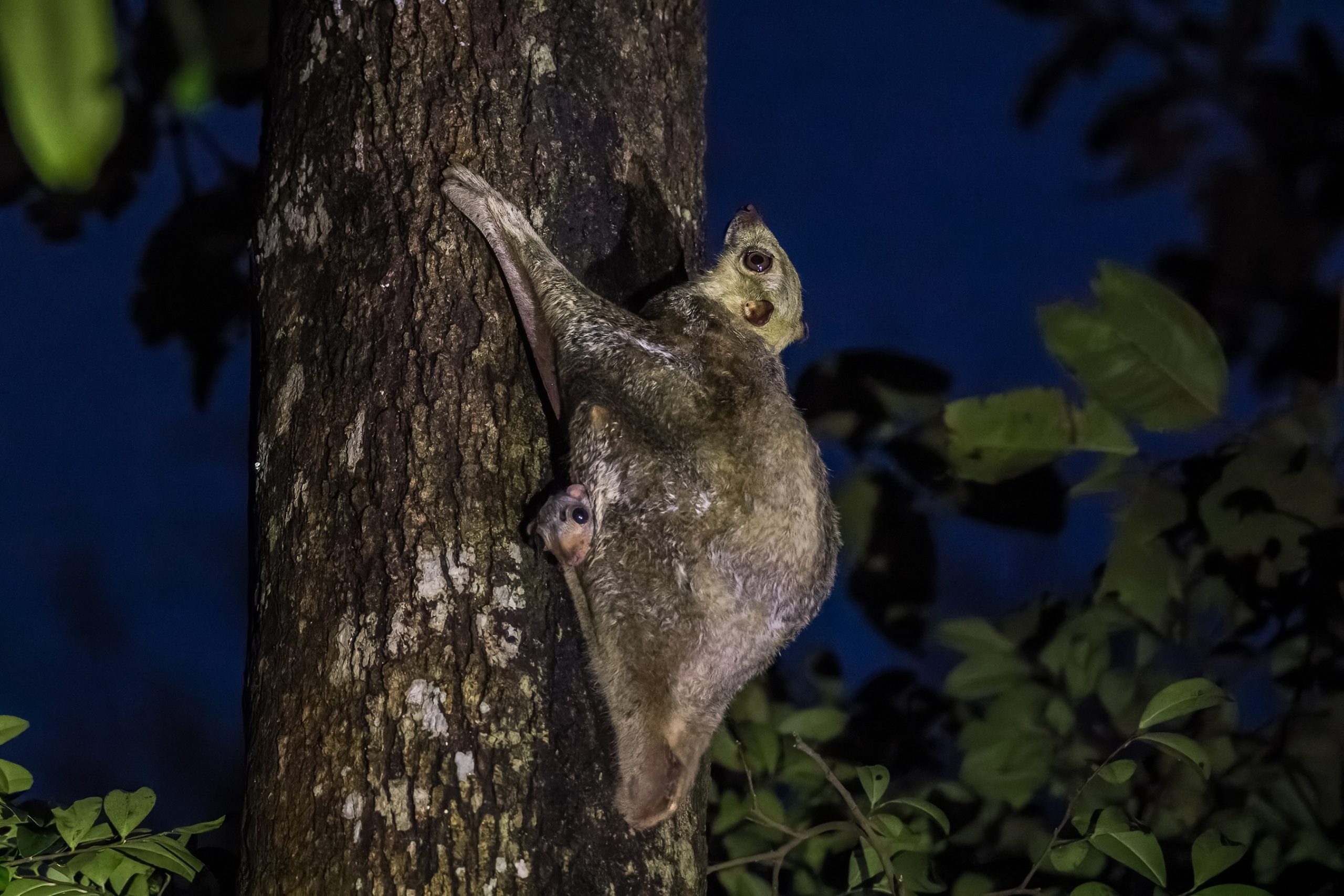 Sunda Colugo (Galeopterus variegatus)
