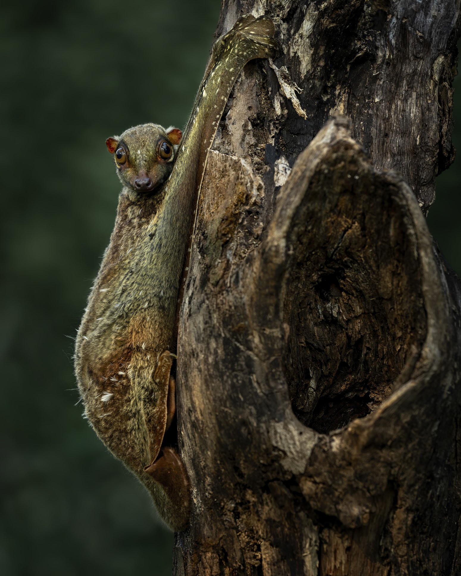 Colugo