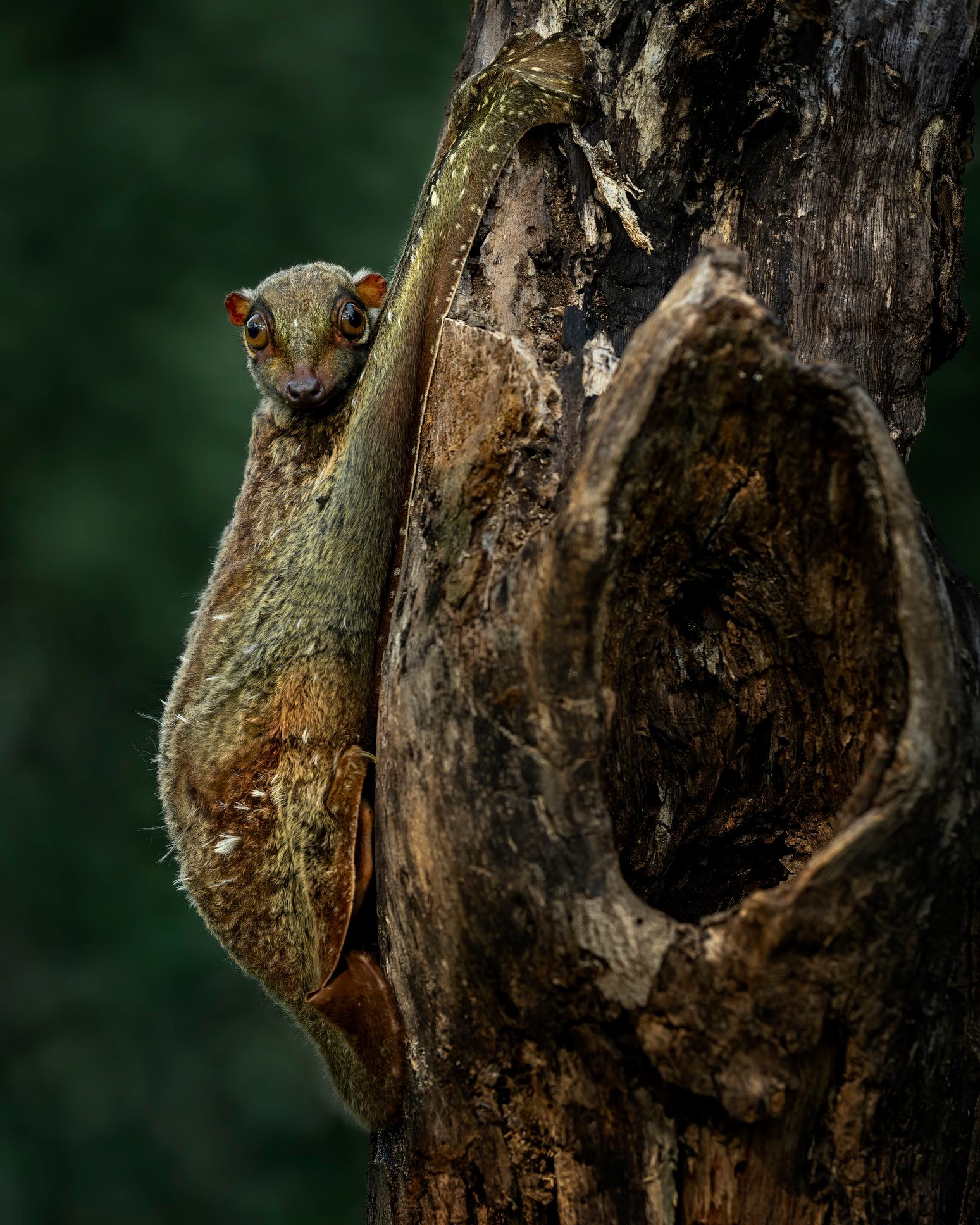 Colugo