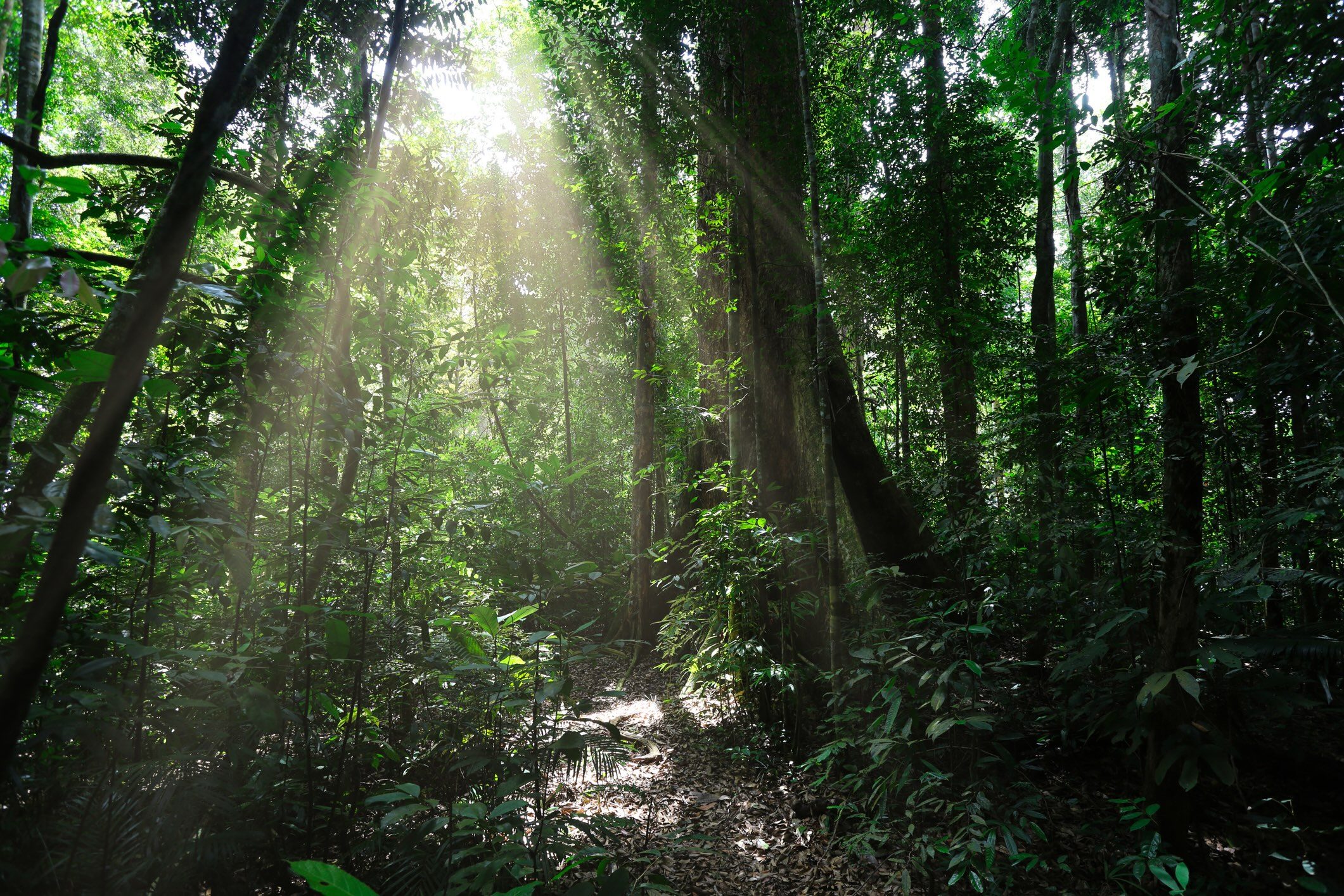 Sumatran rainforest
