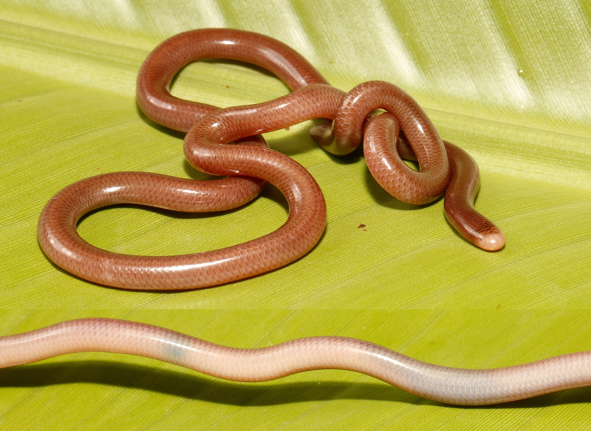 Indotyphlops gyirongensis