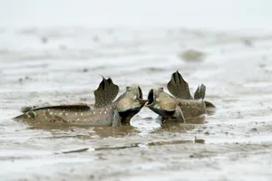 Can fish walk? Can fish walk?