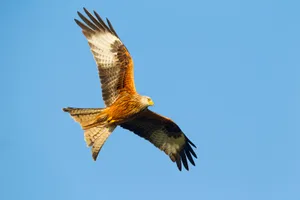Red kite Milvus milvus, in flight. © Ben Hall/RSPB Red kite in flight against a bright blue sky over UK