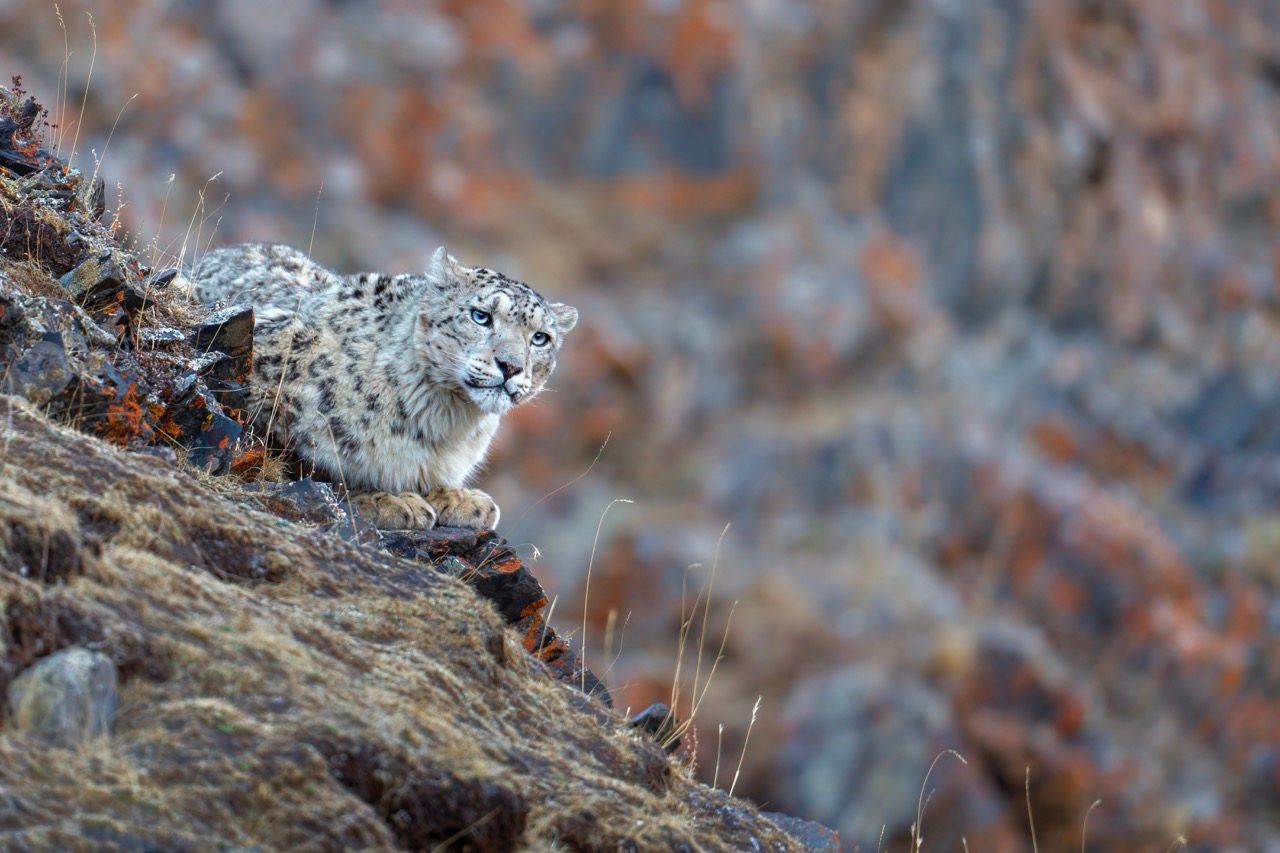 Stalking snow leopard