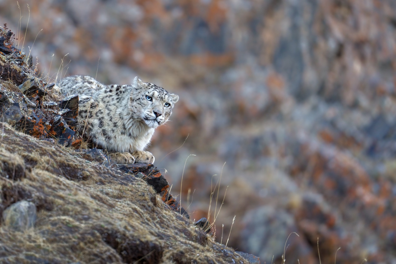 Stalking snow leopard