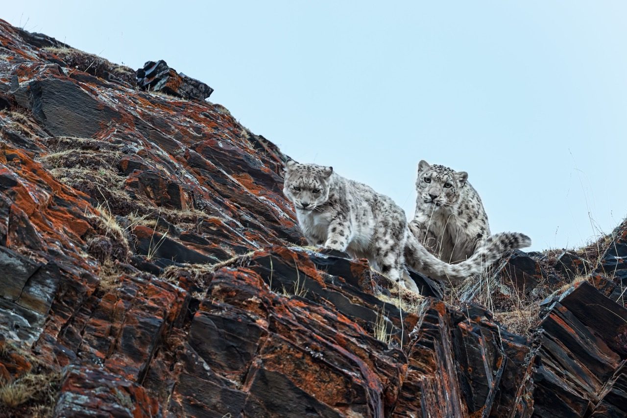 Two snow leopards