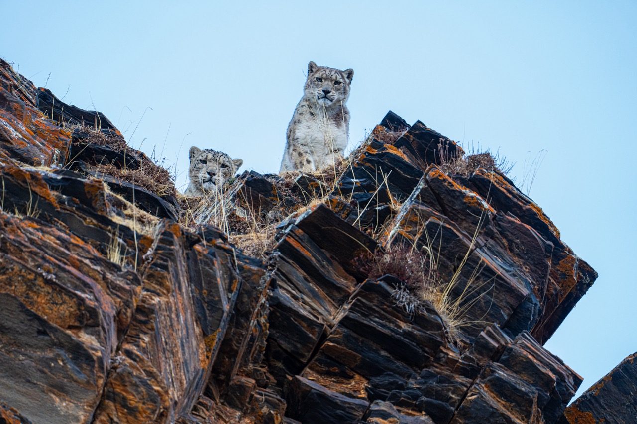 The two snow leopards have noticed me