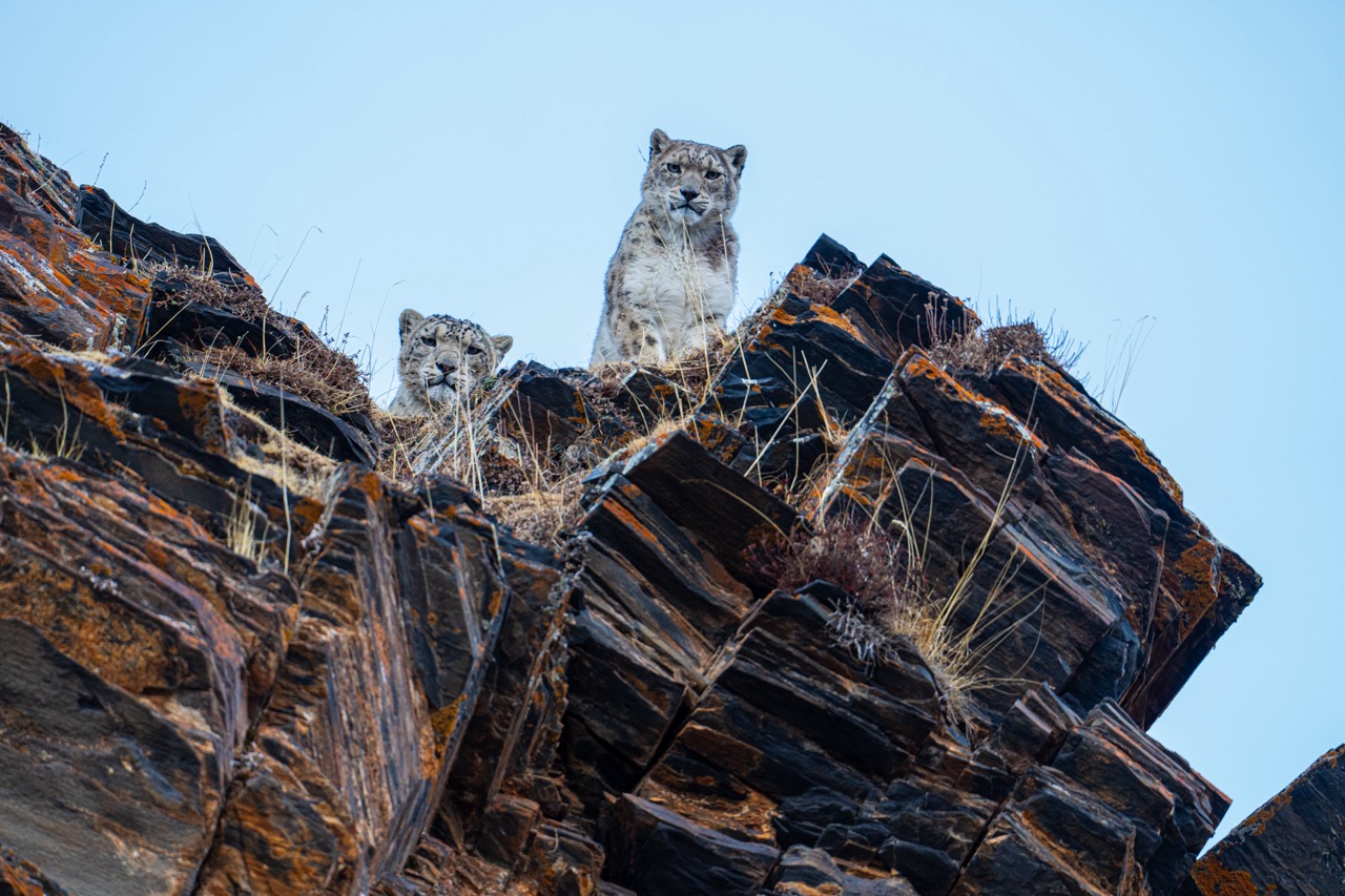 The two snow leopards have noticed me