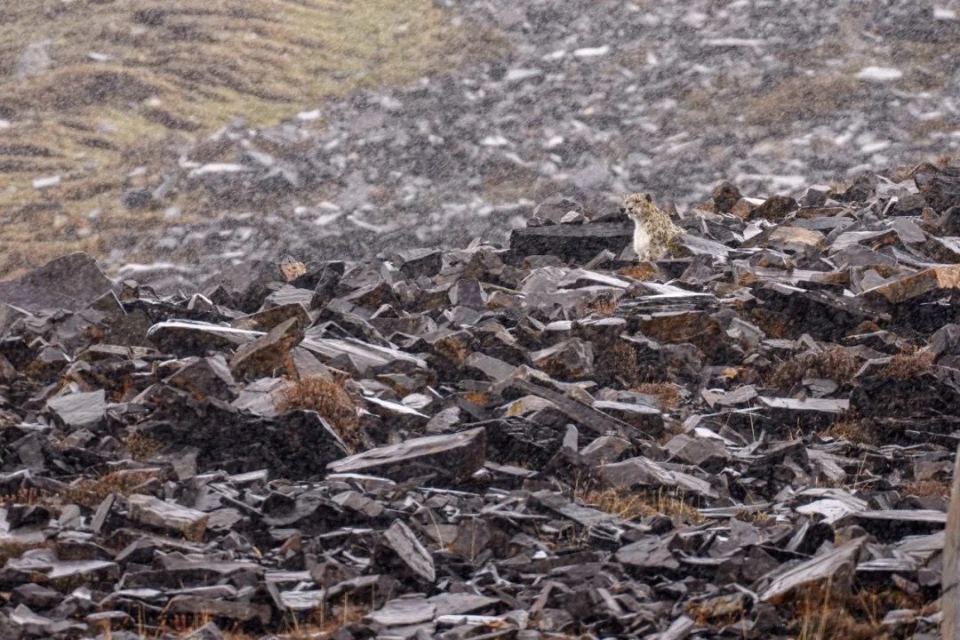 Snow leopard among rock