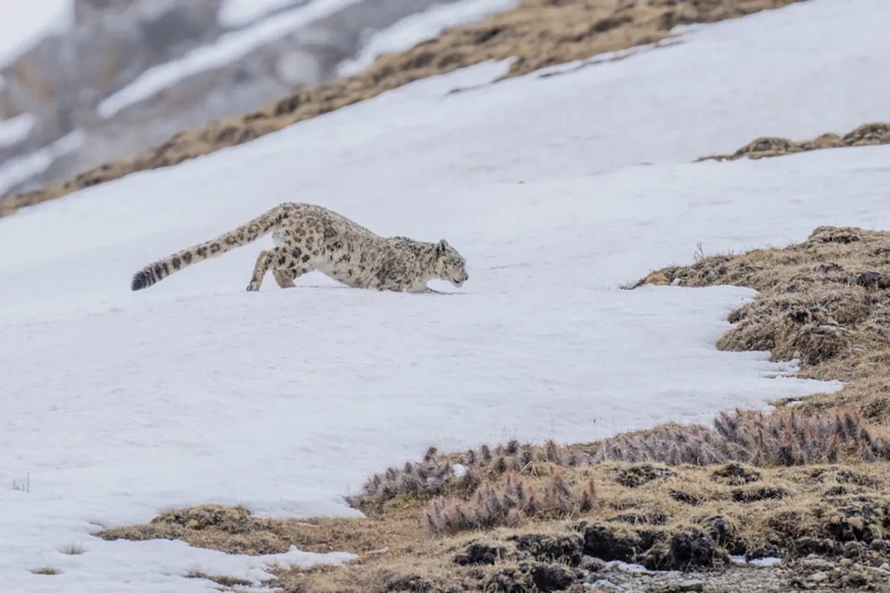 Snow leopard in snow