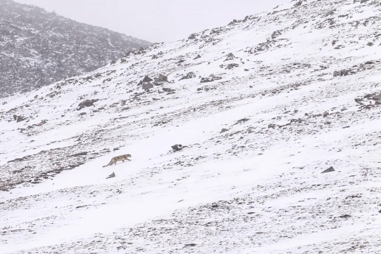 Snow leopard in snow