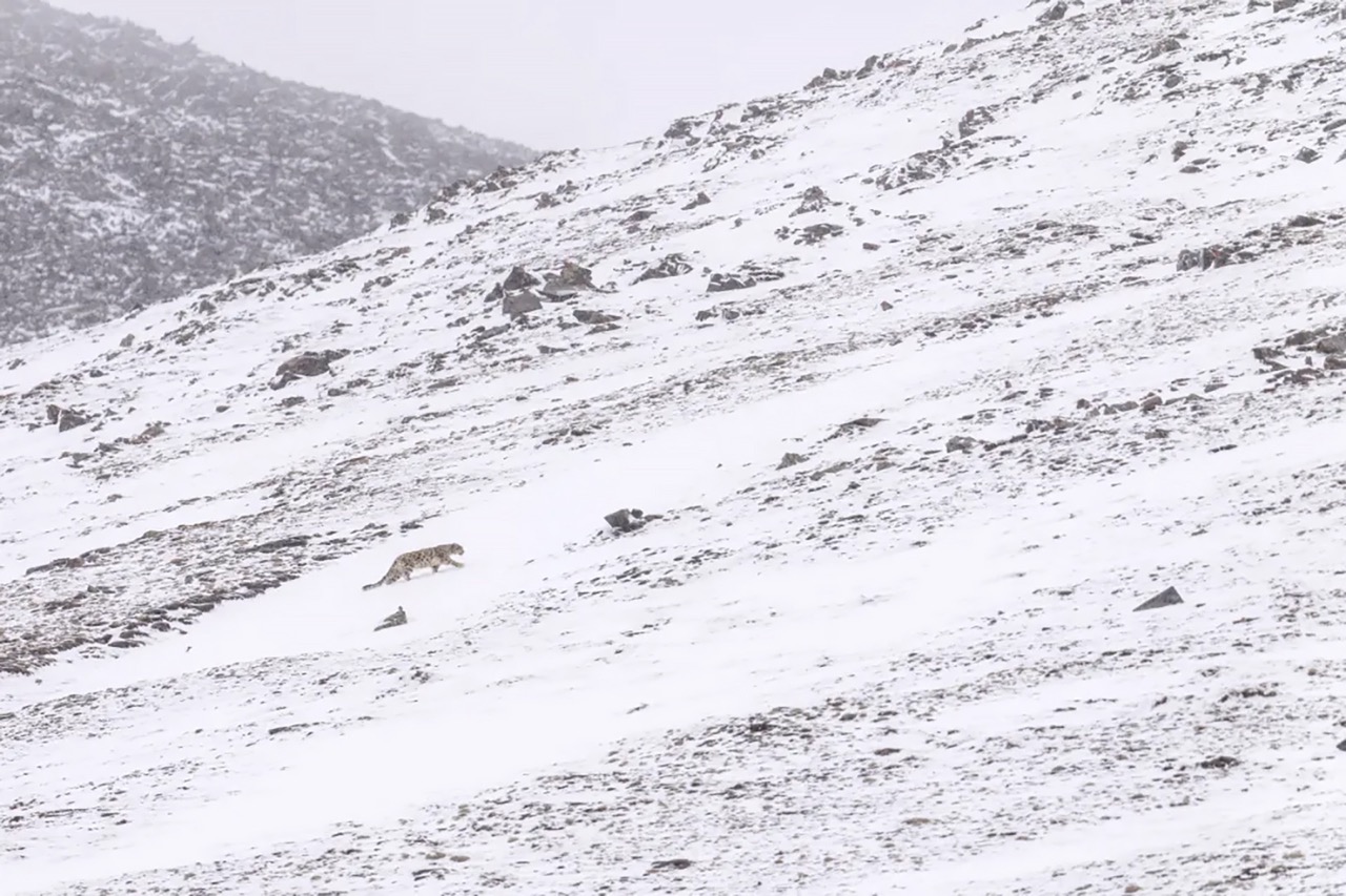 Snow leopard in snow