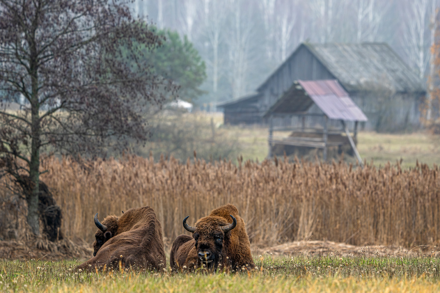 Peaceful European bison by Fabian Thorand