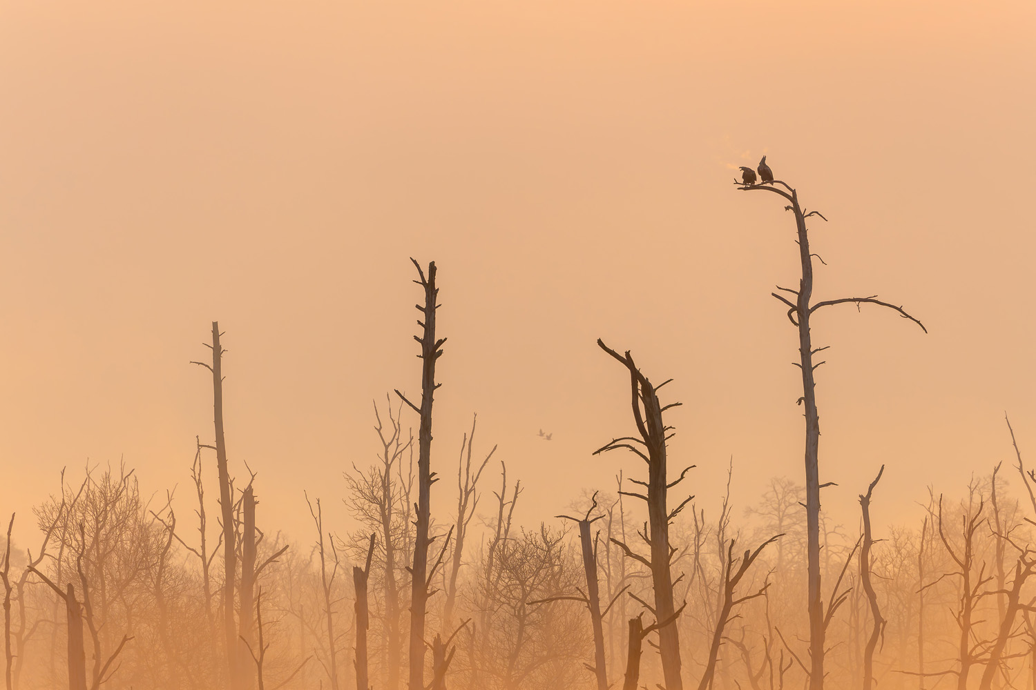 The call of the eagles by Silke Hüttche