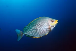 Maze rabbitfish (Siganus vermiculatus) Maze rabbitfish (Siganus vermiculatus)