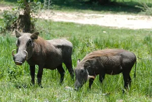 GettyImages-501819463_Robert-Ford_iStock-837fd99 Pair Warthogs closeup with tusks showing feeding in grass Uganda