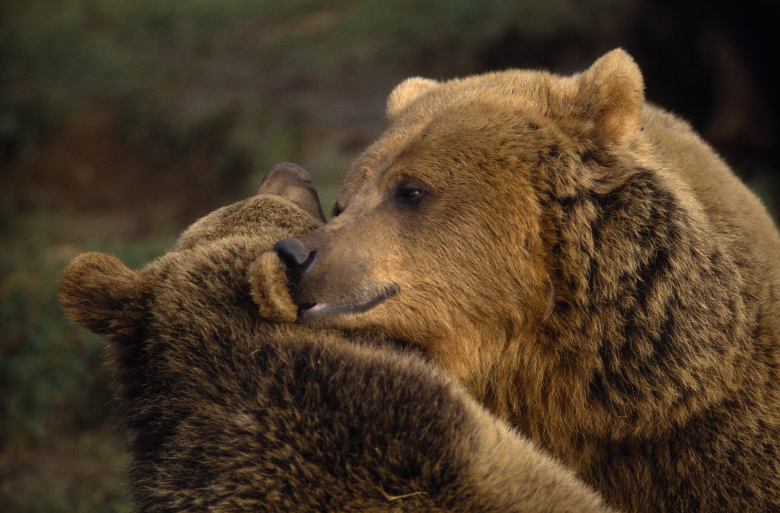 Two brown bears hugging