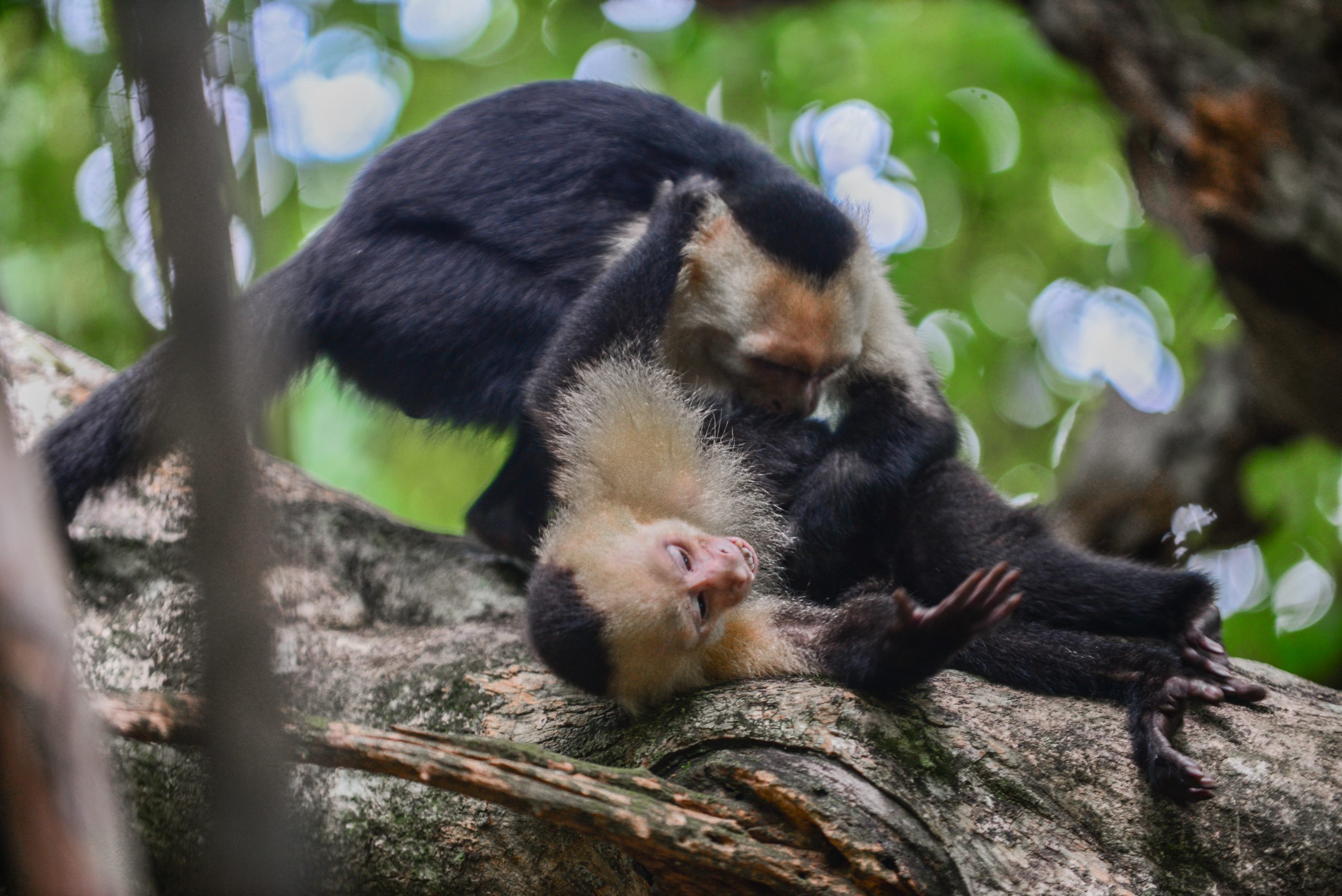 Two white-faced capuchin monkeys frolicking on a tree branch with one appearing to bite the other