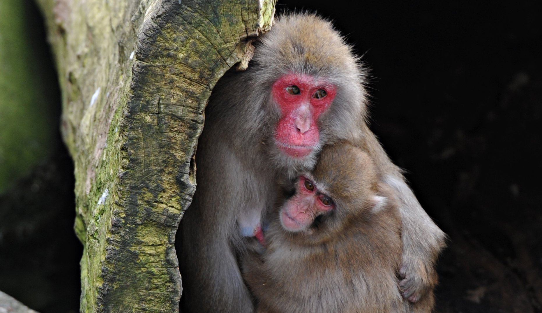 Two Japanese macaques sit next to each other hugging