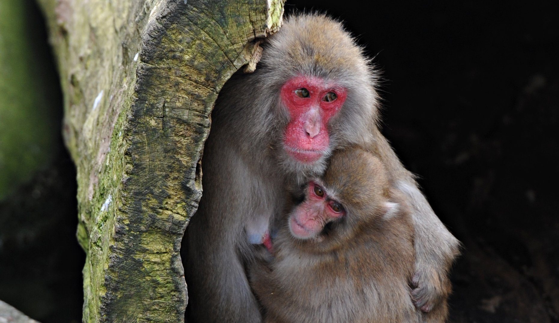 Two Japanese macaques sit next to each other hugging