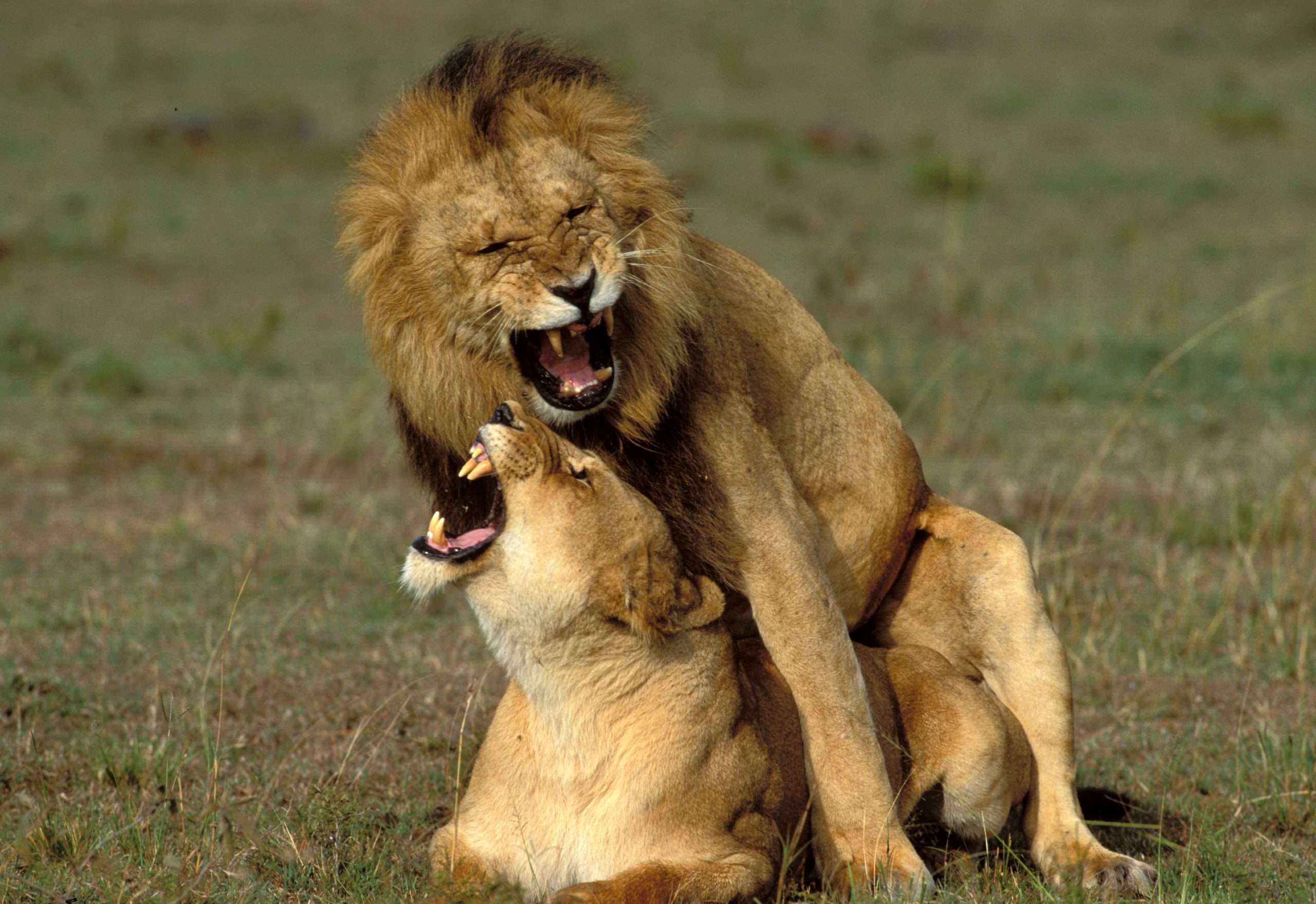 A male lion sits on top of a female lion, both with teeth bared