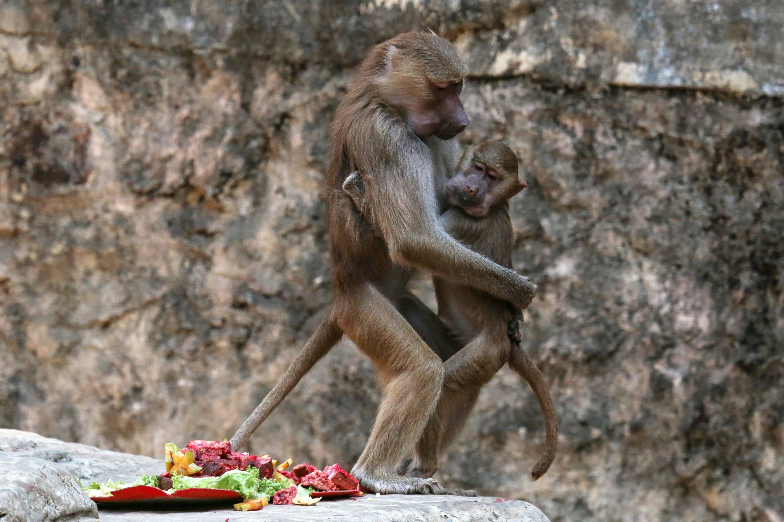 Two baboons hug next to a pile of fruit