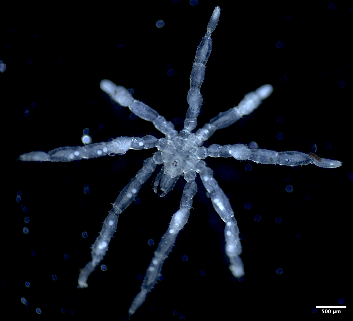 Sea spider Tanystylum kiixin