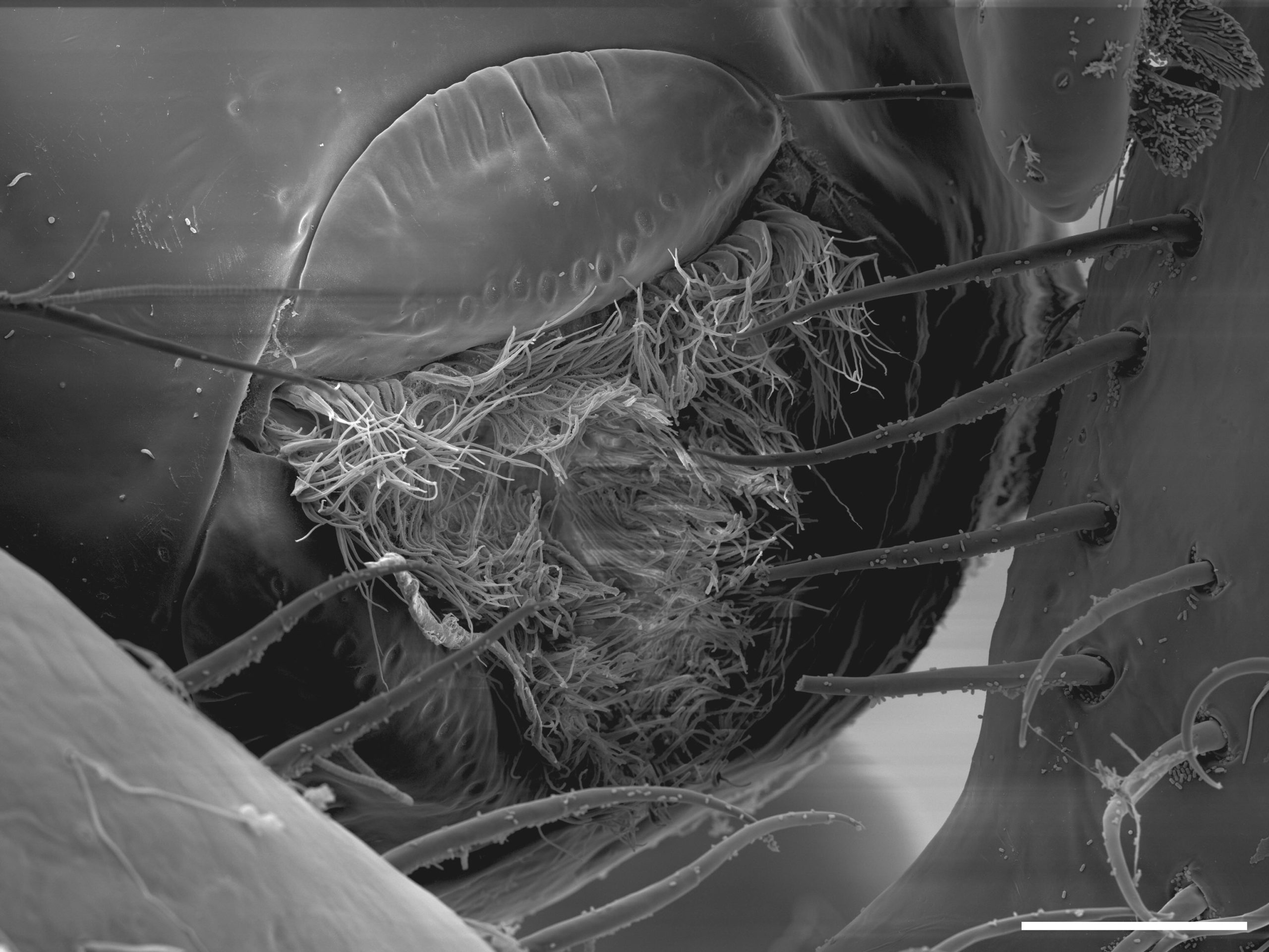 mouth of the Callipallene pilosuspede