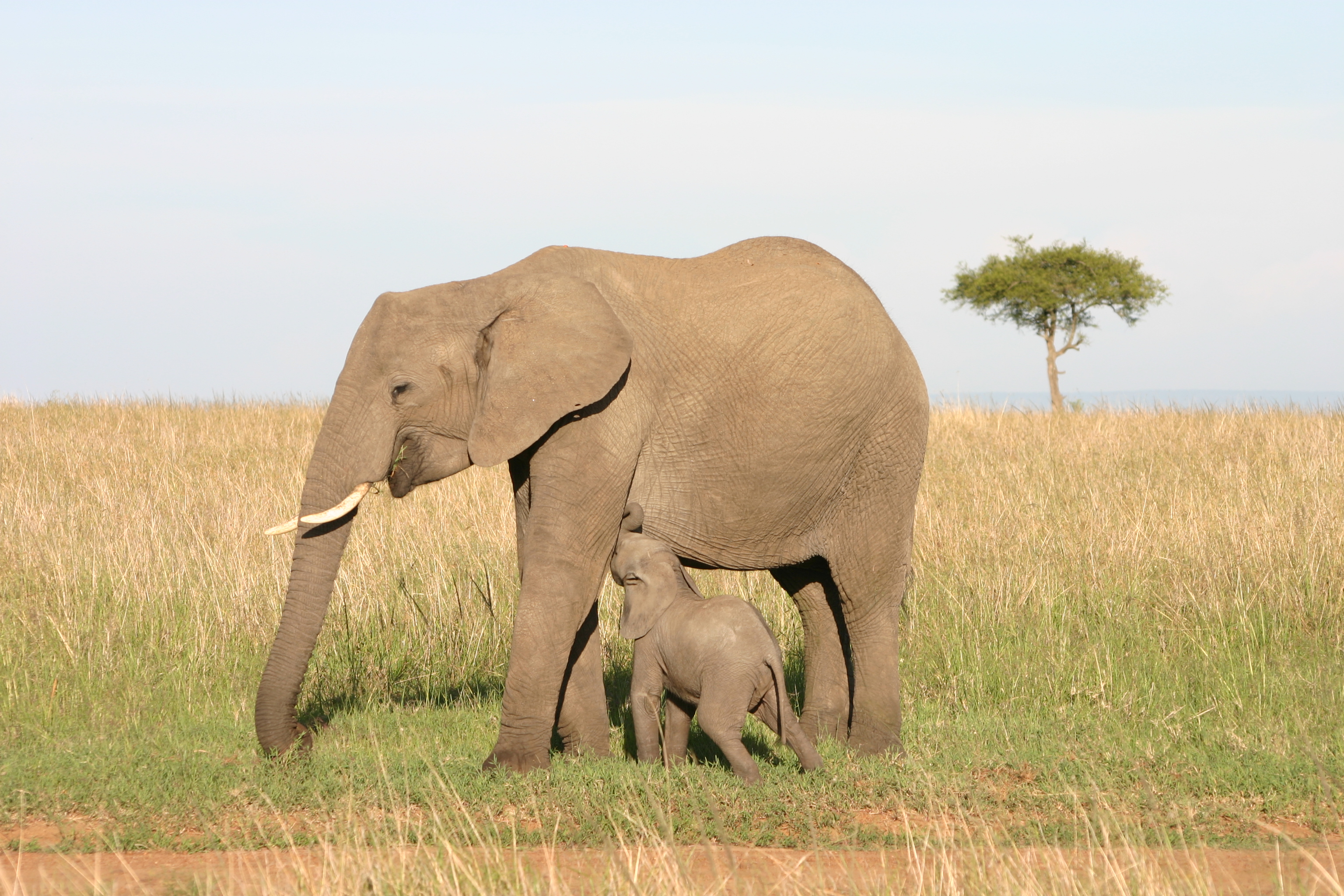 Baby elephant suckles milk from its mother on the plains of the Masai Mara, Kenya
